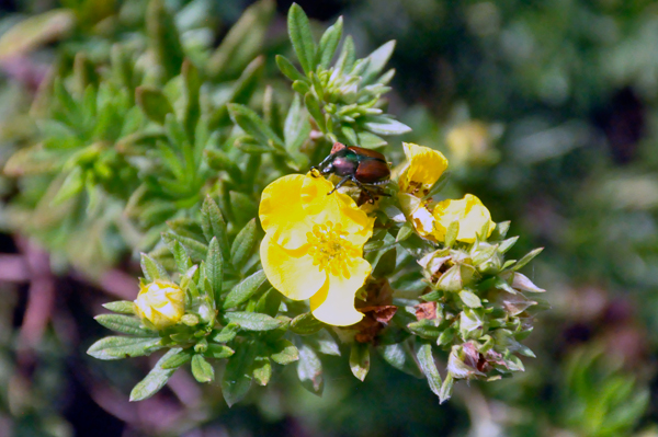 flower and bee